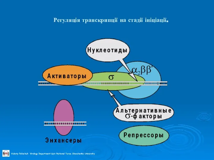 Регуляція транскрипції на стадії ініціації.