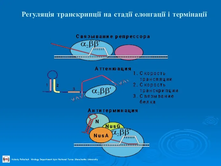 Регуляція транскрипції на стадії елонгації і термінації