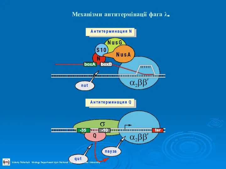 Механізми антитермінації фага λ.