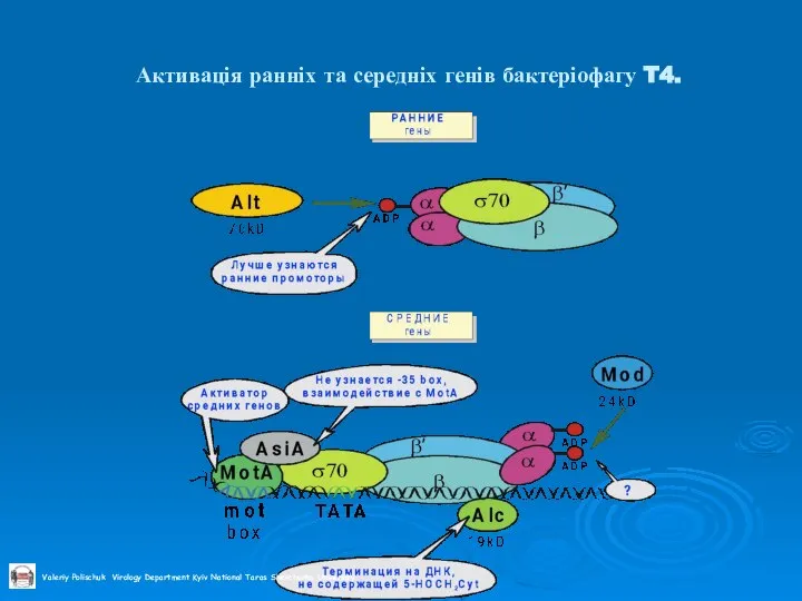 Активація ранніх та середніх генів бактеріофагу T4.