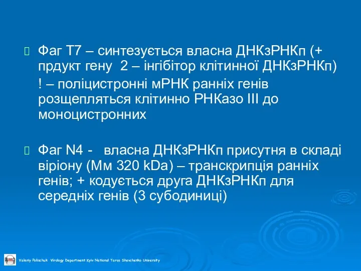 Фаг Т7 – синтезується власна ДНКзРНКп (+ прдукт гену 2 – інгібітор