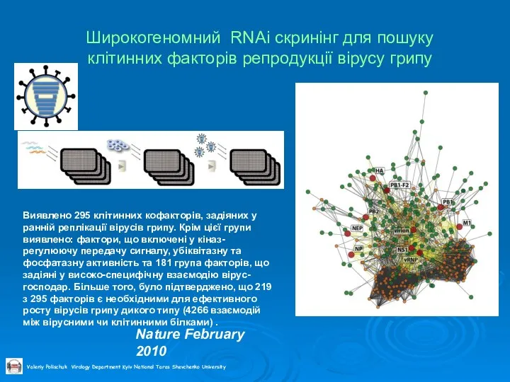 Широкогеномний RNAi скринінг для пошуку клітинних факторів репродукції вірусу грипу Виявлено 295