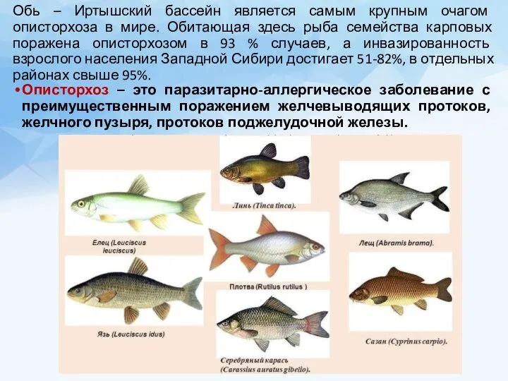 Обь – Иртышский бассейн является самым крупным очагом описторхоза в мире. Обитающая