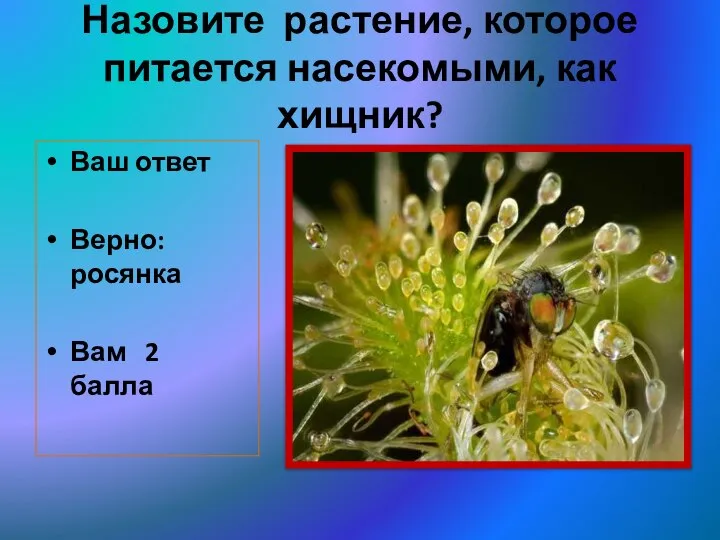 Назовите растение, которое питается насекомыми, как хищник? Ваш ответ Верно: росянка Вам 2 балла