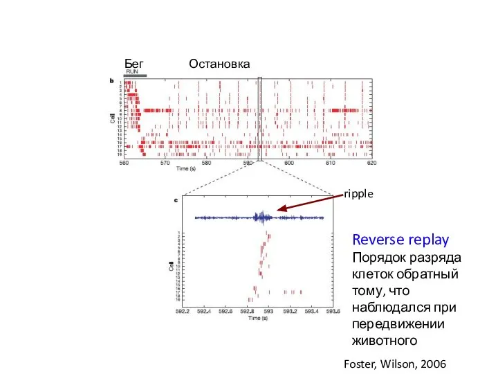 Reverse replay Порядок разряда клеток обратный тому, что наблюдался при передвижении животного