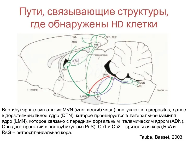 Пути, связывающие структуры, где обнаружены HD клетки Taube, Basset, 2003 Вестибулярные сигналы