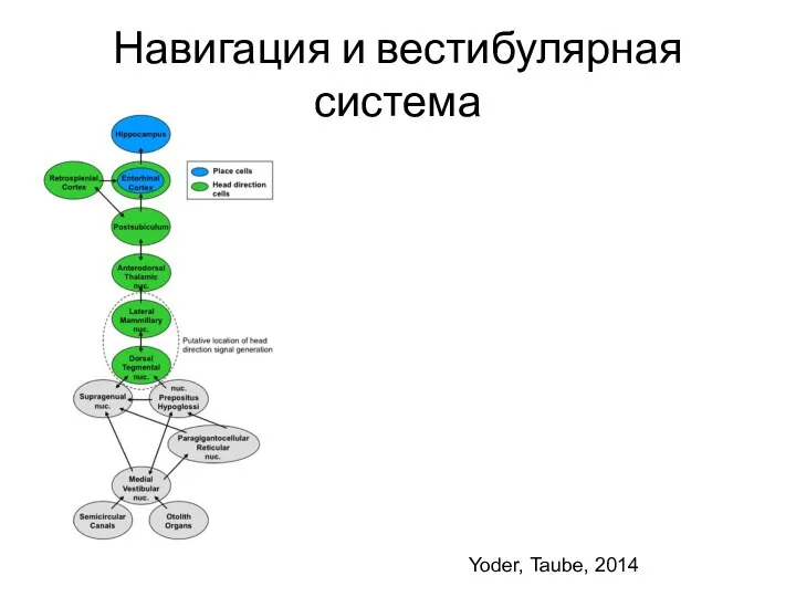 Навигация и вестибулярная система Yoder, Taube, 2014