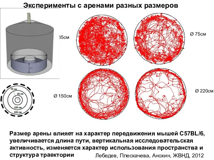 75 cm 220 cm Лебедев, Плескачева, Анохин, ЖВНД, 2012 Ø 35см Ø