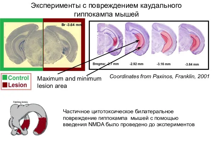 Частичное цитотоксическое билатеральное повреждение гиппокампа мышей с помощью введения NMDA было проведено