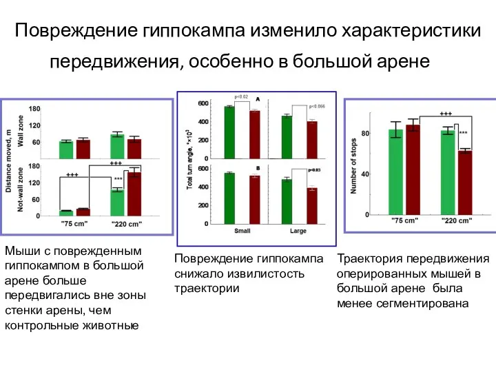 Повреждение гиппокампа изменило характеристики передвижения, особенно в большой арене Мыши с поврежденным