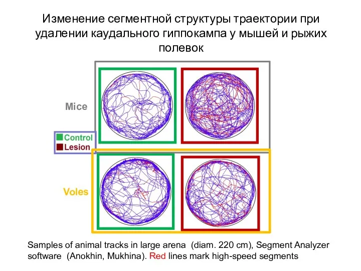 Mice Voles Samples of animal tracks in large arena (diam. 220 cm),