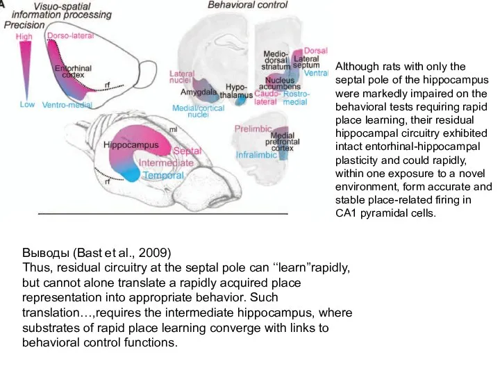 Выводы (Bast et al., 2009) Thus, residual circuitry at the septal pole