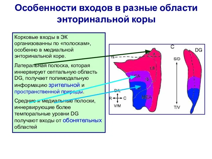 Особенности входов в разные области энторинальной коры Корковые входы в ЭК организованны