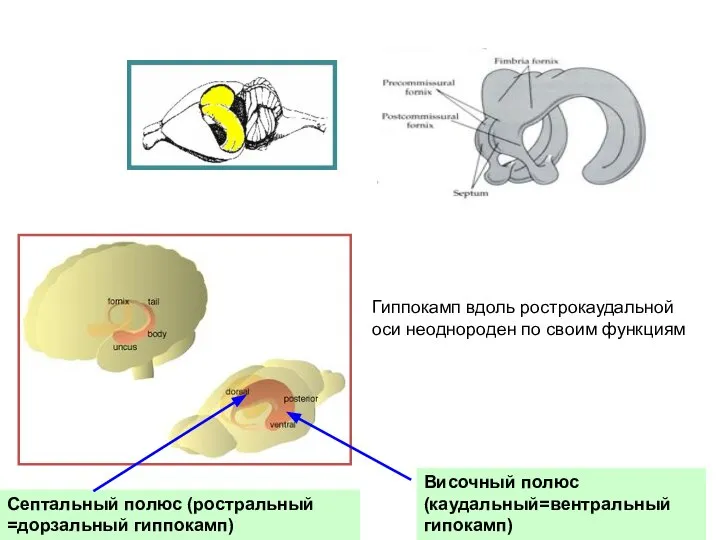 Септальный полюс (ростральный =дорзальный гиппокамп) Височный полюс (каудальный=вентральный гипокамп) Гиппокамп вдоль рострокаудальной