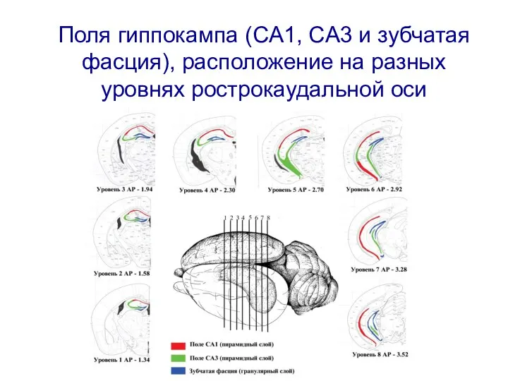 Поля гиппокампа (CA1, CA3 и зубчатая фасция), расположение на разных уровнях рострокаудальной оси