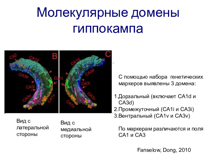 Молекулярные домены гиппокампа Вид с латеральной стороны Вид с медиальной стороны Fanselow,