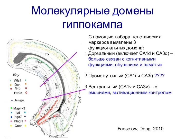 Молекулярные домены гиппокампа Fanselow, Dong, 2010 C помощью набора генетических маркеров выявлены