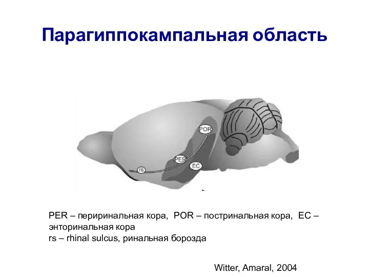 Парагиппокампальная область PER – периринальная кора, POR – постринальная кора, EC –