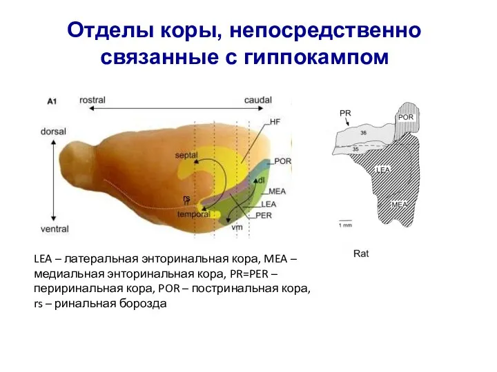 LEA – латеральная энторинальная кора, MEA – медиальная энторинальная кора, PR=PER –