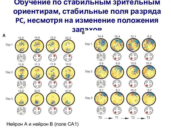 Обучение по стабильным зрительным ориентирам, стабильные поля разряда PC, несмотря на изменение