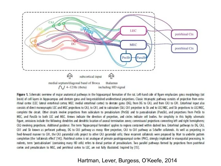 Hartman, Lever, Burgess, O’Keefe, 2014