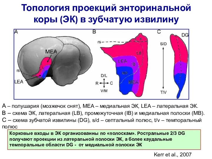 Топология проекций энторинальной коры (ЭК) в зубчатую извилину A – полушария (мозжечок