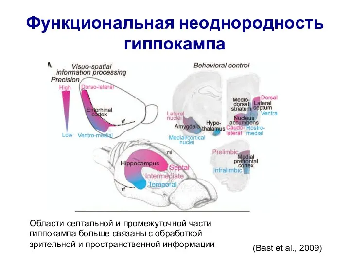 (Bast et al., 2009) Области септальной и промежуточной части гиппокампа больше связаны