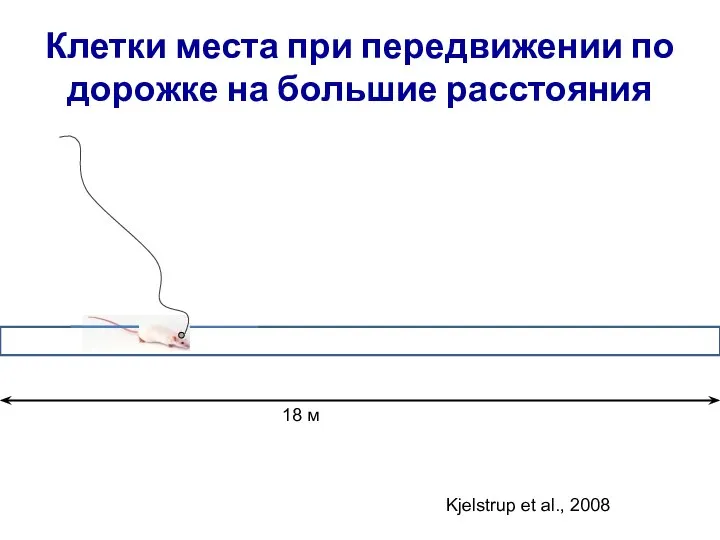 Клетки места при передвижении по дорожке на большие расстояния 18 м Kjelstrup et al., 2008