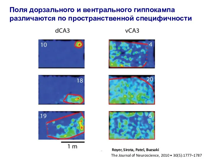 Поля дорзального и вентрального гиппокампа различаются по пространственной специфичности