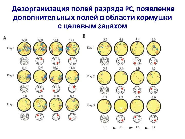 Дезорганизация полей разряда PC, появление дополнительных полей в области кормушки с целевым запахом