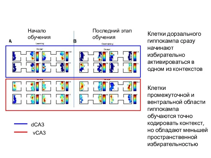 Клетки дорзального гиппокампа сразу начинают избирательно активироваться в одном из контекстов Клетки