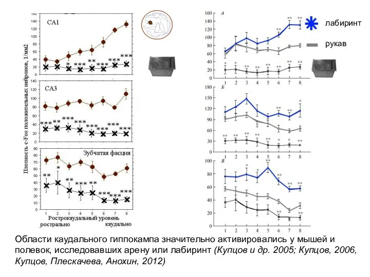 Области каудального гиппокампа значительно активировались у мышей и полевок, исследовавших арену или