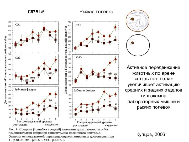 C57BL/6 Рыжая полевка Активное передвижение животных по арене «открытого поля» увеличивает активацию