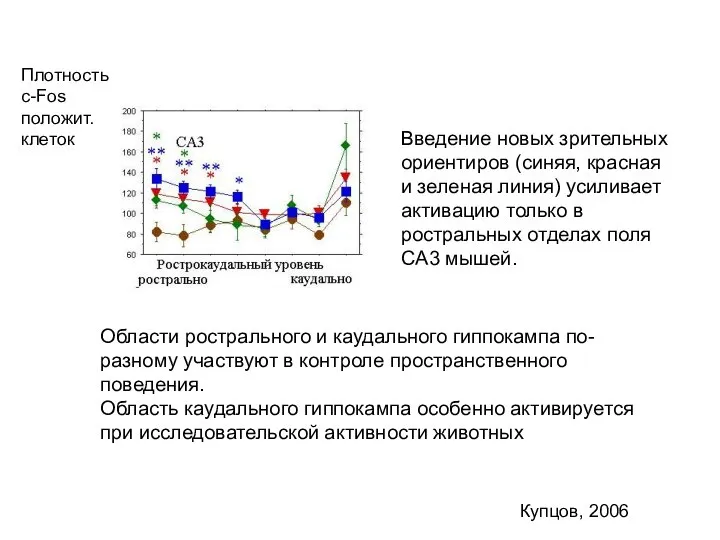Купцов, 2006 Введение новых зрительных ориентиров (синяя, красная и зеленая линия) усиливает