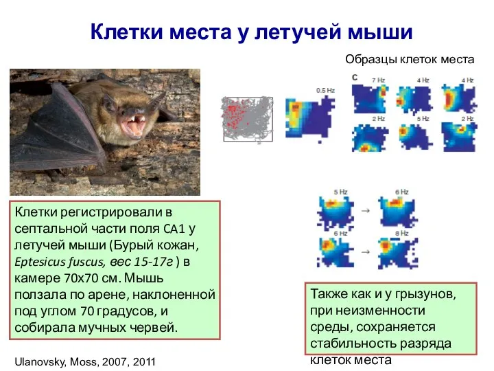 Клетки места у летучей мыши Ulanovsky, Moss, 2007, 2011 Клетки регистрировали в