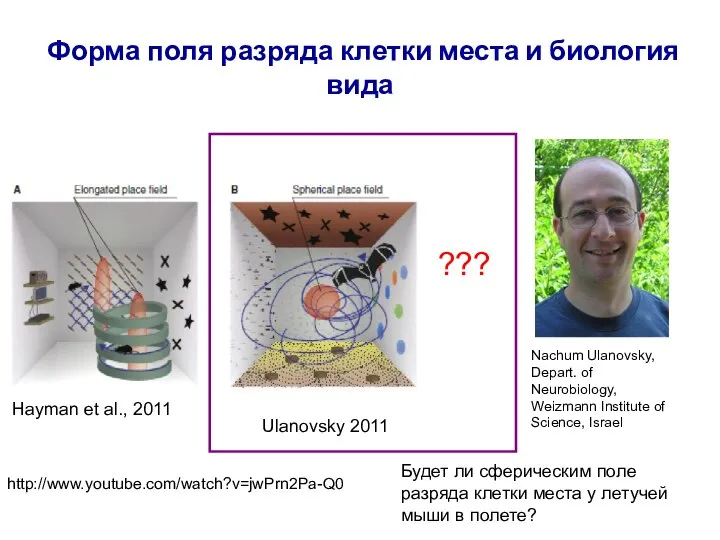 Форма поля разряда клетки места и биология вида Ulanovsky 2011 Hayman et