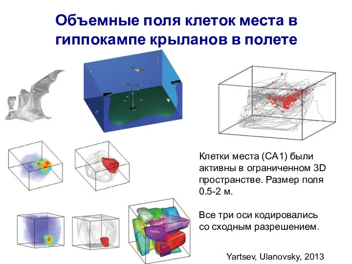 Объемные поля клеток места в гиппокампе крыланов в полете Yartsev, Ulanovsky, 2013