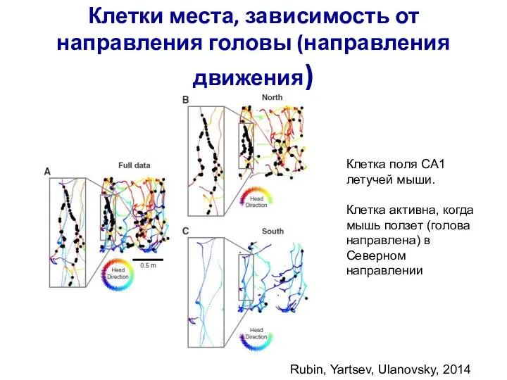 Клетки места, зависимость от направления головы (направления движения) Rubin, Yartsev, Ulanovsky, 2014