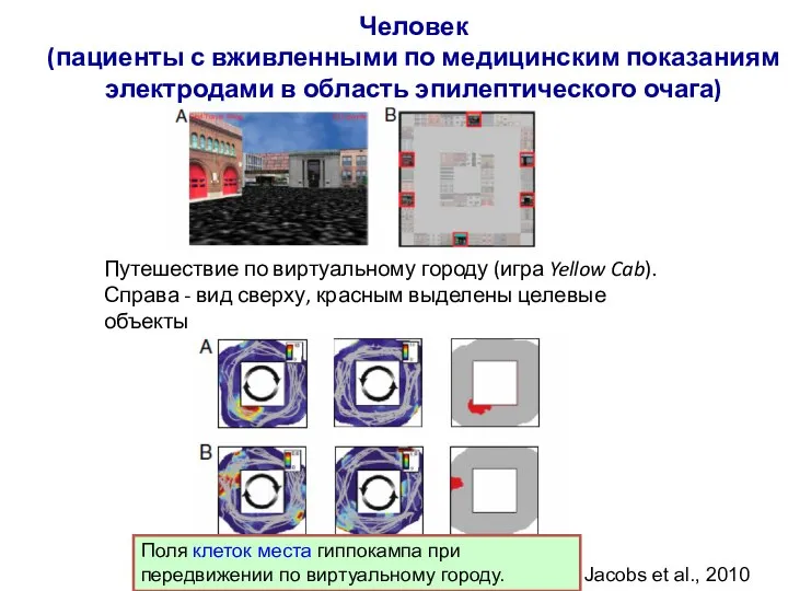 Человек (пациенты с вживленными по медицинским показаниям электродами в область эпилептического очага)