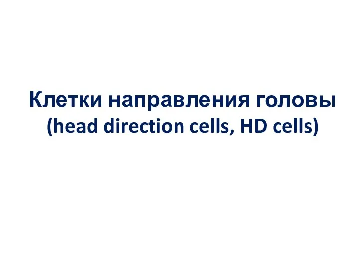 Клетки направления головы (head direction cells, HD cells)
