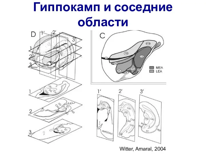 Гиппокамп и соседние области Witter, Amaral, 2004