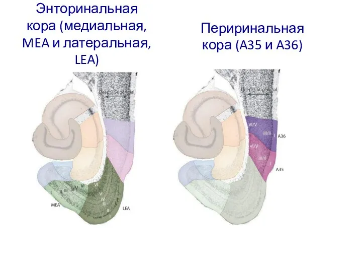 Энторинальная кора (медиальная, MEA и латеральная, LEA) Периринальная кора (A35 и A36)