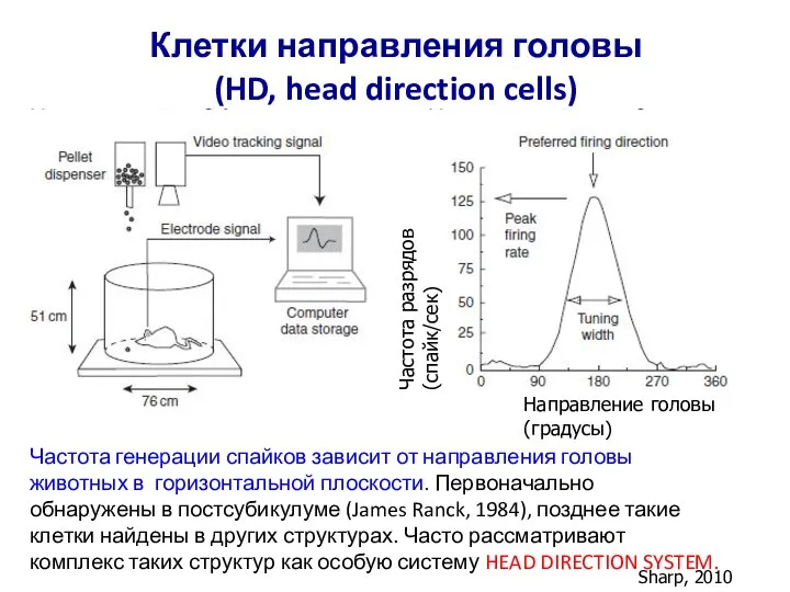 Клетки направления головы (HD, head direction cells) Sharp, 2010 Частота генерации спайков