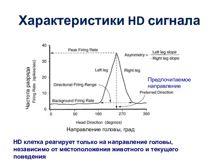 Характеристики HD сигнала Предпочитаемое направление Направление головы, град Частота разряда HD клетка