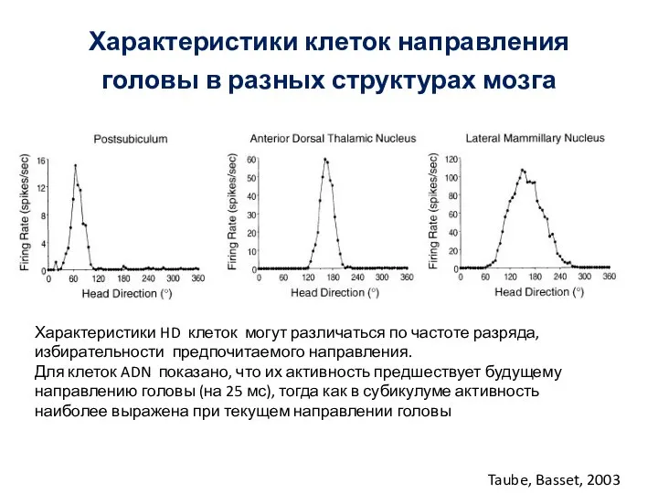 Характеристики клеток направления головы в разных структурах мозга Taube, Basset, 2003 Характеристики