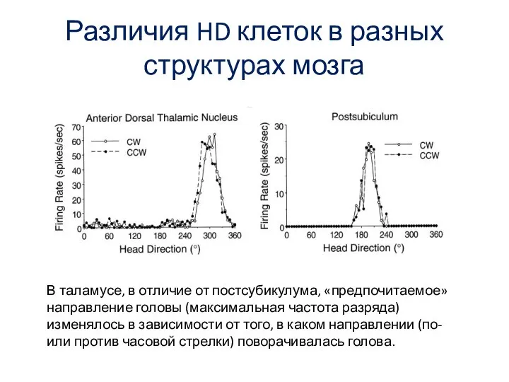 Различия HD клеток в разных структурах мозга В таламусе, в отличие от