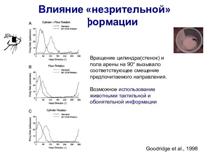 Влияние «незрительной» информации Вращение цилиндра(стенок) и пола арены на 90° вызывало соответствующее