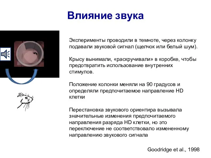 Влияние звука Goodridge et al., 1998 Эксперименты проводили в темноте, через колонку