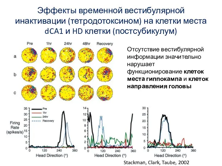 Эффекты временной вестибулярной инактивации (тетродотоксином) на клетки места dCA1 и HD клетки