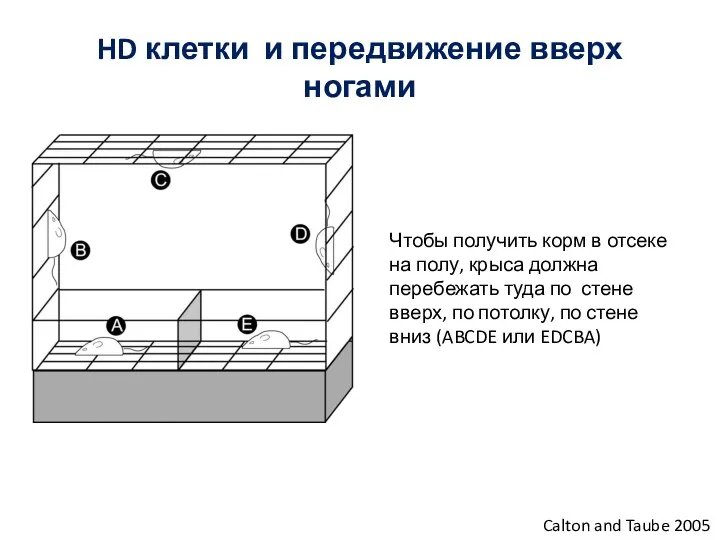 HD клетки и передвижение вверх ногами Calton and Taube 2005 Чтобы получить